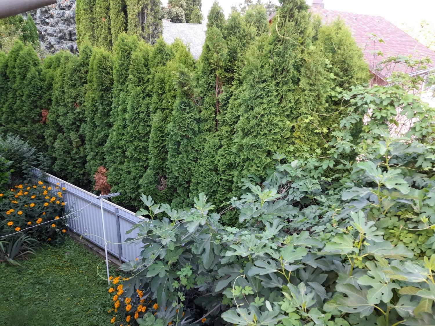 Harmonia Vendeghaz 100 Meterre Az Igali Gyogyfuerdotol Apartment Exterior photo